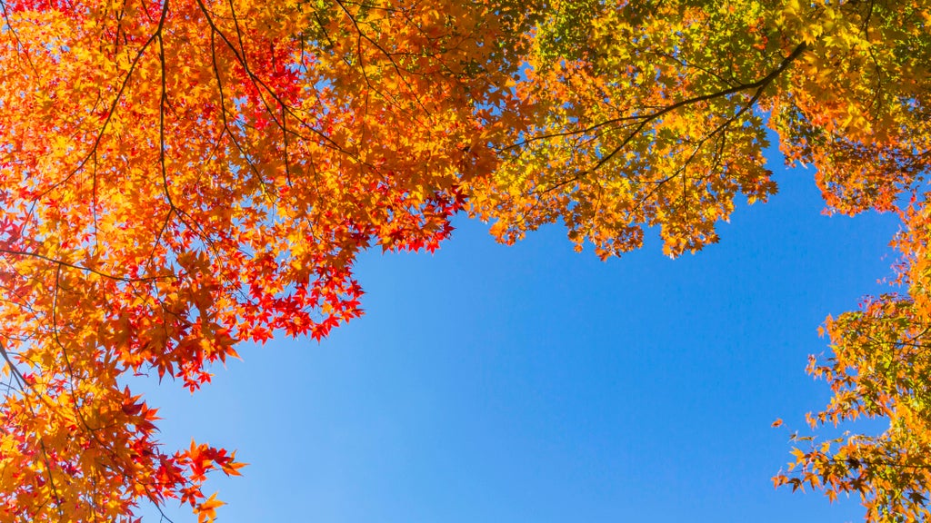 Sunny Friday in Twin Cities with mostly dry Halloween weekend — Minneapolis Sports news