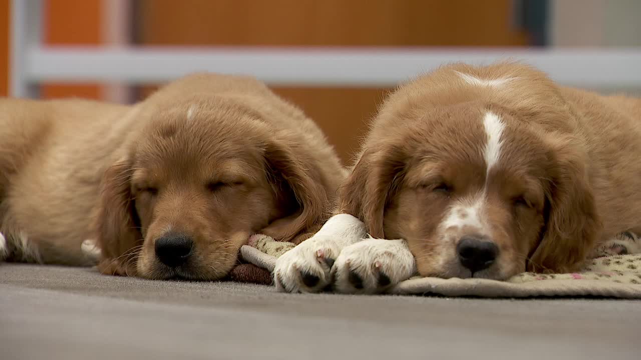 36 dogs rescued from unlicensed breeder in Cass County — FOX 9 News — Gopher